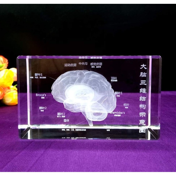 3D Kristal İnsan Beyni Modeli